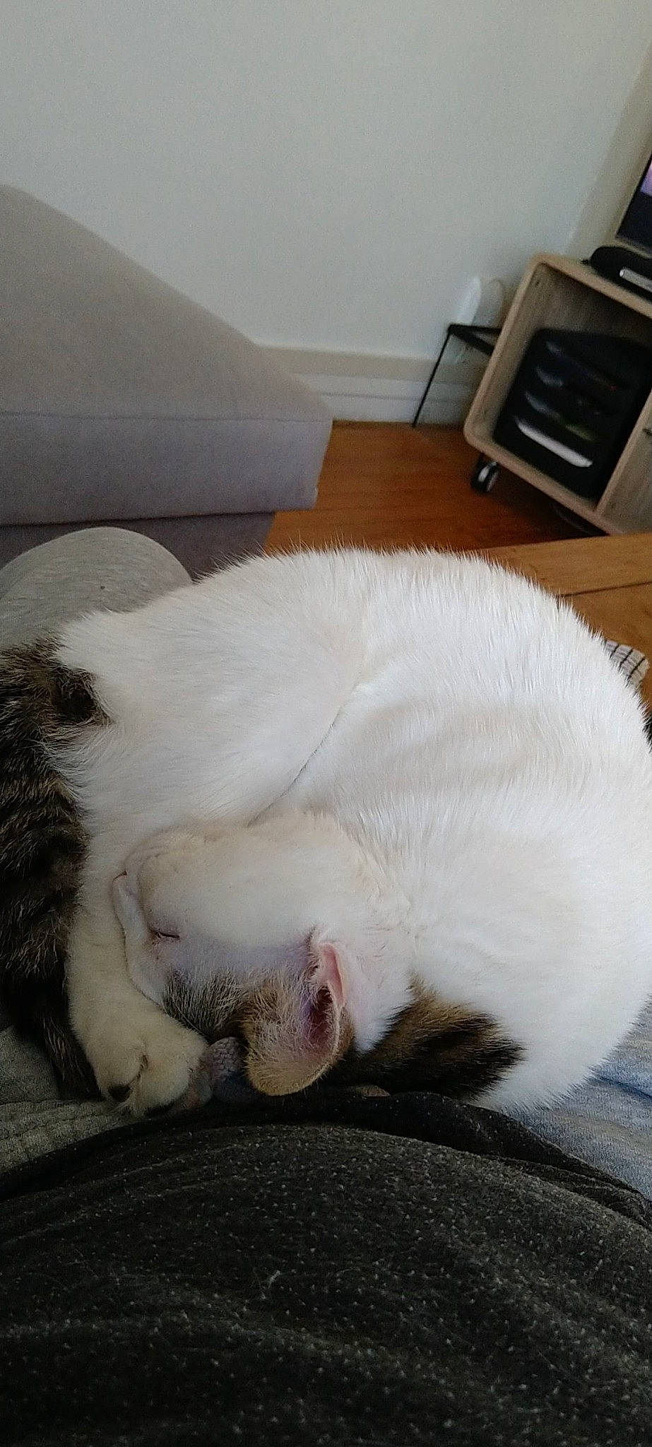 Denver a rejoint le concours — aidez-le/la à gagner de superbes lots ! canidae, carnivore, cat, claw, coffeemaker, comfort, dog_breed, domestic_short_haired_cat, fang, felidae, fur, kitchen_appliance, linens, nap, paw, small_to_medium_sized_cats, snout, sporting_group, tail, whiskers