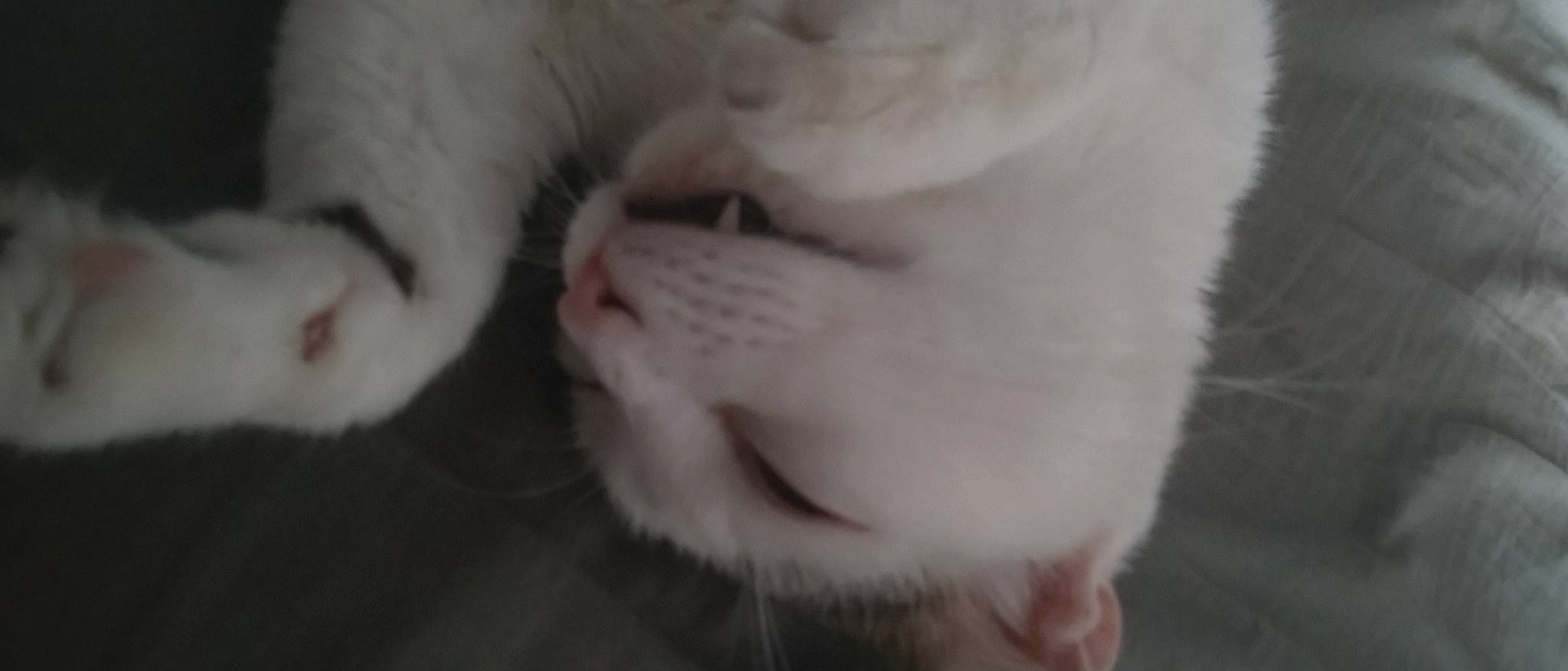 Denver a rejoint le concours — aidez-le/la à gagner de superbes lots ! carnivore, cat, claw, close_up, comfort, domestic_short_haired_cat, ear, fang, felidae, fur, gesture, jaw, monochrome, monochrome_photography, nose, paw, small_to_medium_sized_cats, snout, tail, whiskers