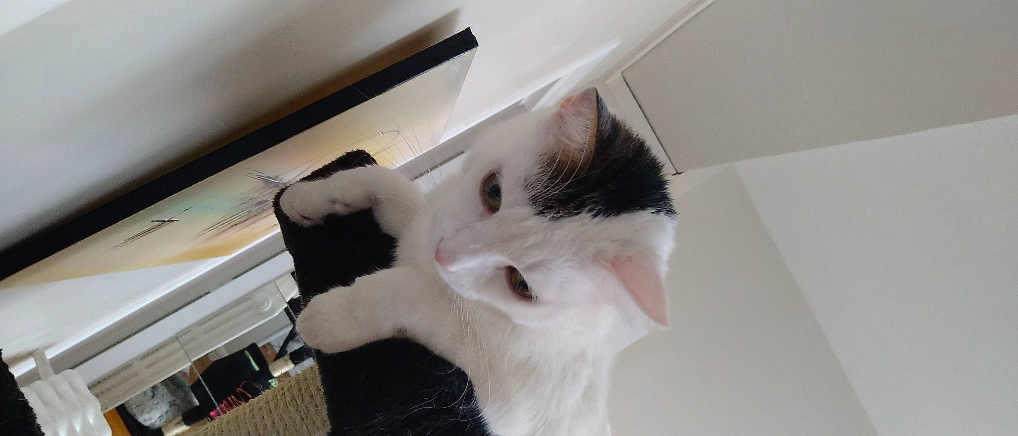 Denver a rejoint le concours — aidez-le/la à gagner de superbes lots ! box, cardboard, carnivore, cat, claw, comfort, domestic_short_haired_cat, ear, eye, eyelash, felidae, fur, hardwood, paw, room, small_to_medium_sized_cats, snout, tail, whiskers