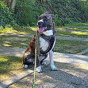 Poppy participe au concours pour gagner de l'argent avec cette photo : brindle, companion, dog, grass, happy, harness, ivy, leash, outdoor, panting, park, path, pavement, paws, pet, shadow, sitting, sunlight, tongue_out, trees