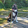 brindle, companion, dog, grass, happy, harness, ivy, leash, outdoor, panting, park, path, pavement, paws, pet, shadow, sitting, sunlight, tongue_out, trees