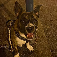 Poppy a rejoint le concours — aidez-le/la à gagner de superbes lots ! dog, canine, pet, leash, harness, street, night, sidewalk, pavement, happy, smiling, ears, sitting, animal, muzzle, fur, outdoor, looking_up, black_and_brown, white_paws