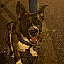 dog, canine, pet, leash, harness, street, night, sidewalk, pavement, happy, smiling, ears, sitting, animal, muzzle, fur, outdoor, looking_up, black_and_brown, white_paws