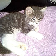 Tabac a rejoint le concours — aidez-le/la à gagner de superbes lots ! carnivoran, cat, cat_like_mammal, domestic_short_haired_cat, european_shorthair, kitten, maine_coon, mammal, norwegian_forest_cat, pixie_bob, small_to_medium_sized_cats, whiskers