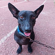 Dash is registered to the contest to win money with this photo: dog, black_dog, large_ears, brown_eyes, tongue_out, collar, chain, leash, pavement, outdoor, pet, animal, canine, cute, happy, close_up, looking_up, four_legs, snout, ears_up