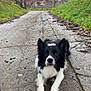 dog, border_collie, pet, animal, black_and_white, pavement, path, village, rural, countryside, grass, cloudy_sky, landscape, paws, ears_up, fur, outdoor, portrait, lying_down, town