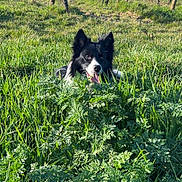 Gucci participe au concours pour gagner de l'argent avec cette photo : black_and_white_dog, border_collie, cheerful, dog, ears, fence, grass, green, long_grass, nature, outdoors, pet, plant, portrait, sky, spring, tongue_out, vines, vineyard, wooden_posts