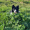 black_and_white_dog, border_collie, cheerful, dog, ears, fence, grass, green, long_grass, nature, outdoors, pet, plant, portrait, sky, spring, tongue_out, vines, vineyard, wooden_posts
