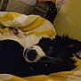 dog, border_collie, pet, bed, blanket, bedding, indoor, portrait, muzzle, nose, eye, fur, black_and_white, cozy, bedroom, blanket_stripes, sleepy, curious, comforter, room_clutter