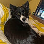dog, border_collie, pet, bed, blanket, yellow_stripes, indoor, bedroom, pillow, black_fur, white_fur, ears_up, looking_at_camera, close_up, cozy, curled_up, nighttime, monitor, furniture, flash_reflection