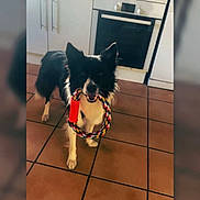 Gucci participe au concours pour gagner de l'argent avec cette photo : dog, border_collie, pet, toy, rope_toy, kitchen, tile_floor, oven, cabinets, indoor, playful, black_and_white, fur, ears, paws, standing, looking_at_camera, smiling, domestic, home