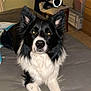 dog, border_collie, pet, black_and_white, fur, ears, eyes, nose, paws, bed, blanket, indoor, portrait, looking_at_camera, close_up, bedroom, dresser, chair, heater, flash