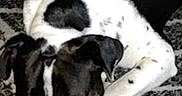 Buster is registered to the contest to win money with this photo: dog, black_and_white, lying_down, carpet, indoor, pet, canine, resting, floor, animal, cute, domestic, ears, eyes, fur, muzzle, paws, relaxed, spot, home