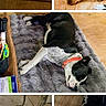 Buster joined the competition — help win amazing prizes! dog, sleeping, indoor, collar, wooden_floor, rug, black_and_white_dog, brown_dog, pet, resting, furniture, blanket, heater, scissors, relaxation, household_items, floor, closeup, lying_down, canine
