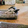 Buster is registered to the contest to win money with this photo: dog, dog_bed, wooden_floor, indoor, living_room, furniture, chair, couch, blanket, window, door, relaxed, black_and_white, pet, home, flooring, resting, calm, collar, quiet