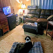 Buster is registered to the contest to win money with this photo: dog, living_room, television, lamp, couch, pillow, coffee_table, water_bottle, bowl, wooden_floor, curtain, blanket, furniture, indoor, pet, mat, home, room, electronics, relaxing