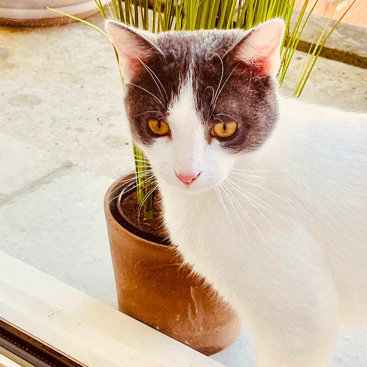 Boo a rejoint le concours — aidez-le/la à gagner de superbes lots ! abyssinian, angora, animal, cat, cookware, flower, flowerarrangement, jar, kitten, manx, pet, plant, planter, pot, pottedplant, pottery, siamese, vase, window, windowsill
