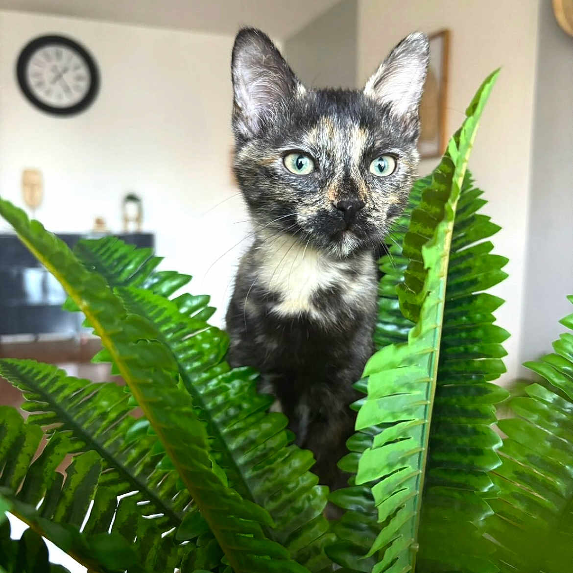 Mia