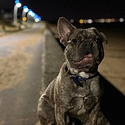 Asïo a rejoint le concours — aidez-le/la à gagner de superbes lots ! dog, french_bulldog, brindle, night, streetlights, bokeh, pathway, outdoor, pet, animal, portrait, collar, sitting, dark, curious, closeup, sidewalk, urban, evening, canine