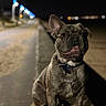 animal, bokeh, brindle, canine, closeup, collar, curious, dark, dog, evening, french_bulldog, night, outdoor, pathway, pet, portrait, sidewalk, sitting, streetlights, urban