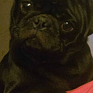 Rocky is registered to the contest to win money with this photo: dog, pug, black_dog, pet, paw, close_up, indoor, blanket, animal, cute, face, fur, nail, resting, looking, expression, companion, domestic_animal, mammal, portrait