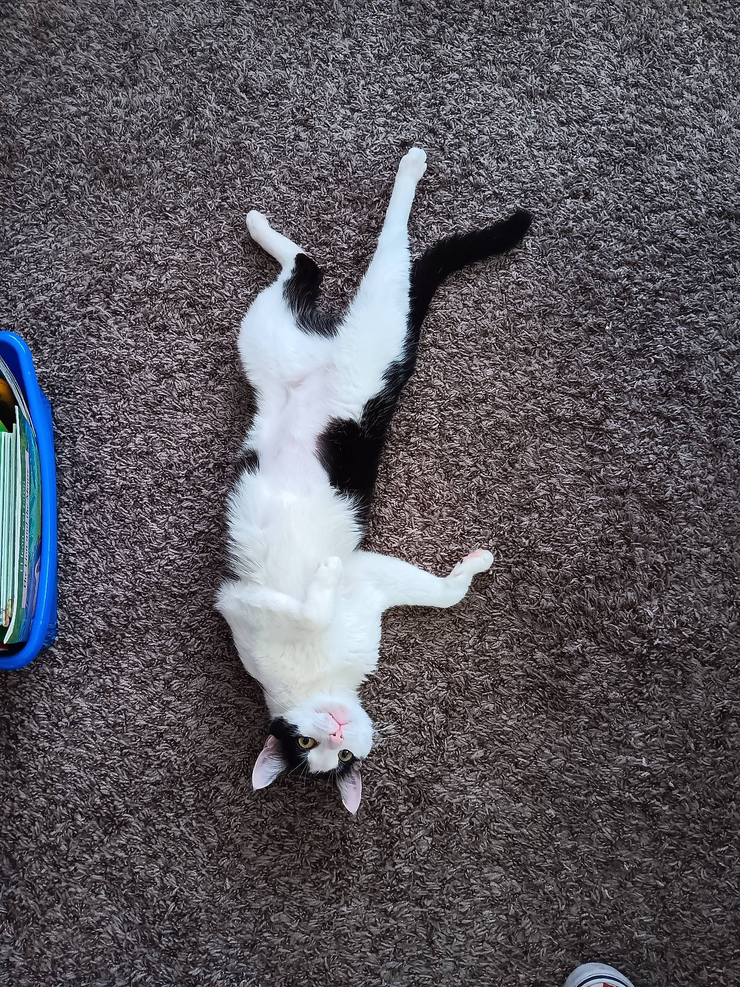 Erika is registered to the contest to win money with this photo: abyssinian, accessories, animal, car, cat, clothing, footwear, hardwood, kitten, leash, manx, person, pet, road, shoe, sleeping, strap, transportation, vehicle, wood