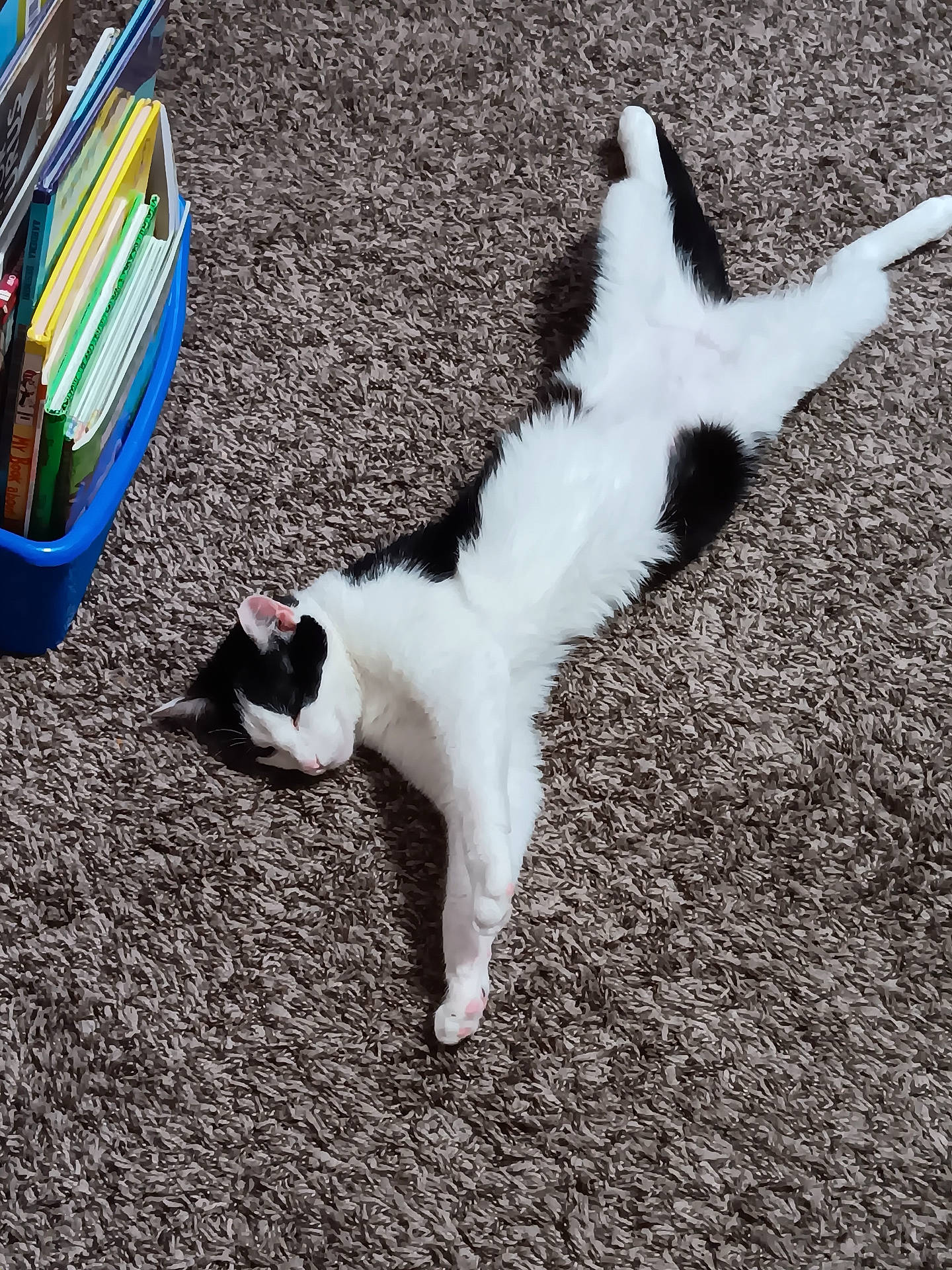 Erika is registered to the contest to win money with this photo: abyssinian, animal, architecture, bookcase, box, building, cat, furniture, hardwood, homedecor, indoors, kitten, livingroom, manx, person, pet, room, shelf, sleeping, wood