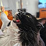 animal, black_and_white, cat, close_up, cute, domestic_cat, eye, feline, fluffy, fur, indoor, mouth_open, nose, pet, portrait, relaxed, soft_light, teeth, tongue, whiskers