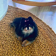 Luna joined the competition — help win amazing prizes! dog, pomeranian, bow, pet, fluffy, black, tan, cute, indoor, rug, woven_rug, wooden_furniture, floor, small_dog, resting, animal, cozy, home, companion, cute_pet