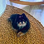 dog, pomeranian, bow, pet, fluffy, black, tan, cute, indoor, rug, woven_rug, wooden_furniture, floor, small_dog, resting, animal, cozy, home, companion, cute_pet