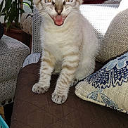 Casper is registered to the contest to win money with this photo: kitten, cat, pet, indoor, couch, cushion, brown, plant, furniture, feline, young, striped, fur, mouth_open, sitting, home, domestic, cute, animal, expression