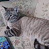 Casper is registered to the contest to win money with this photo: animal, blue_eyes, cat, close_up, colorful_object, couch, cozy, domestic, feline, floral_pattern, furniture, indoor, mammal, pet, relaxed, resting, striped_fur, tabby_cat, tail, whiskers