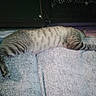 Casper is registered to the contest to win money with this photo: animal, cat, comfort, couch, cozy, fur, furniture, home, indoor, nap, paw, pet, quiet, relaxed, resting, sleeping, striped, tabby, tail, texture
