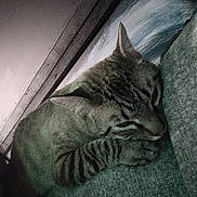 Casper joined the competition — help win amazing prizes! animal, cat, closeup, comfort, cozy, ear, feline, fur, indoor, napping, paw, peaceful, pet, quiet, relaxed, resting, sleeping, soft, tabby, texture