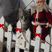 Archie a rejoint le concours — aidez-le/la à gagner de superbes lots ! kitten, cat, toy, santa_claus, doll, white_fence, red_bow, holiday_lights, indoor, decorations, christmas, festive, curious, pet, animal, fence, small_pet, ornament, holiday_decor, seasonal