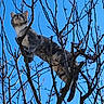 blue_sky, branches, cat, clear_sky, climbing, curious, domestic_cat, eye_contact, feline, leafless_tree, nature, outdoor, paws, perched, pet, silhouette, tail, tree, up_high, whiskers