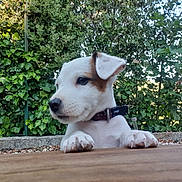 Charly a rejoint le concours — aidez-le/la à gagner de superbes lots ! puppy, dog, pet, outdoor, greenery, fence, wooden_surface, collar, curious, young, animal, nature, ears, paw, snout, white_fur, brown_patch, playful, daylight, closeup