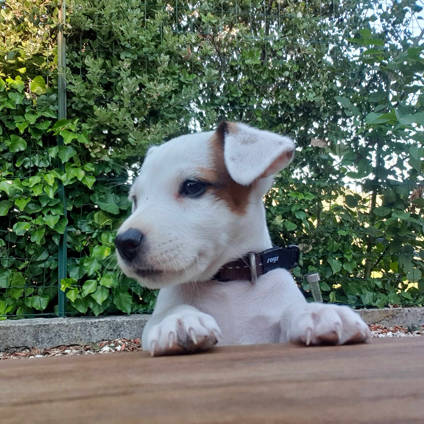 Charly a rejoint le concours — aidez-le/la à gagner de superbes lots ! animal, brown_patch, closeup, collar, curious, daylight, dog, ears, fence, greenery, nature, outdoor, paw, pet, playful, puppy, snout, white_fur, wooden_surface, young