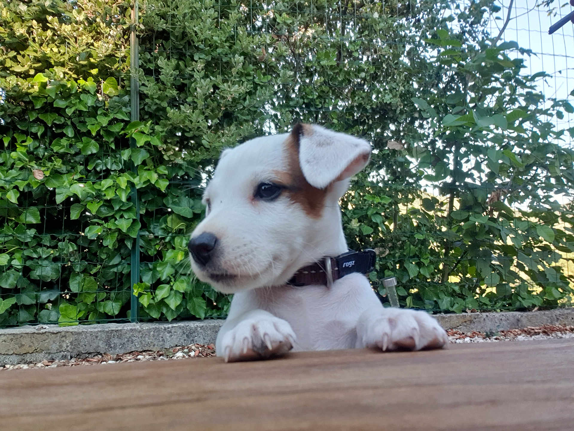 Charly