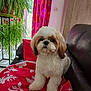 blanket, brown_white_dog, colorful_curtain, couch, cozy, curtain, dog, domestic, door, fluffy_dog, furniture, houseplant, indoor, leather_couch, pet, plant, portrait, red_blanket, small_dog, window