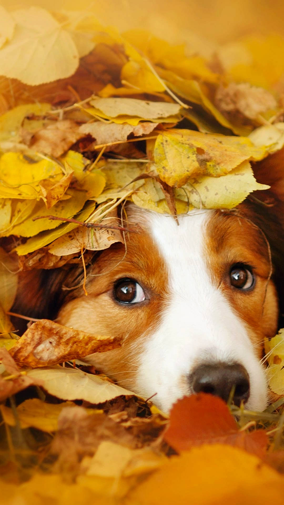 Anna joined the competition — help win amazing prizes! ancient_dog_breeds, art, ball, beagle, canidae, carnivore, clock, companion_dog, dog, dog_breed, fawn, fur, hound, puppy, snout, sporting_group, toy, twig, whiskers, wood