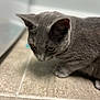 animal, background_blur, cat, close_up, crouching, curious, domestic_animal, ears, feline, floor, fur, gray_cat, indoor, looking_down, mammal, pet, quiet, soft_light, tile_floor, whiskers