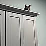 Cowboy is registered to the contest to win money with this photo: animal, cabinet, cat, curious, domestic, ears, eyes, furniture, gray_cat, head, home, indoor, peeking, pet, quiet, quiet_moment, room, still, wall, whiskers