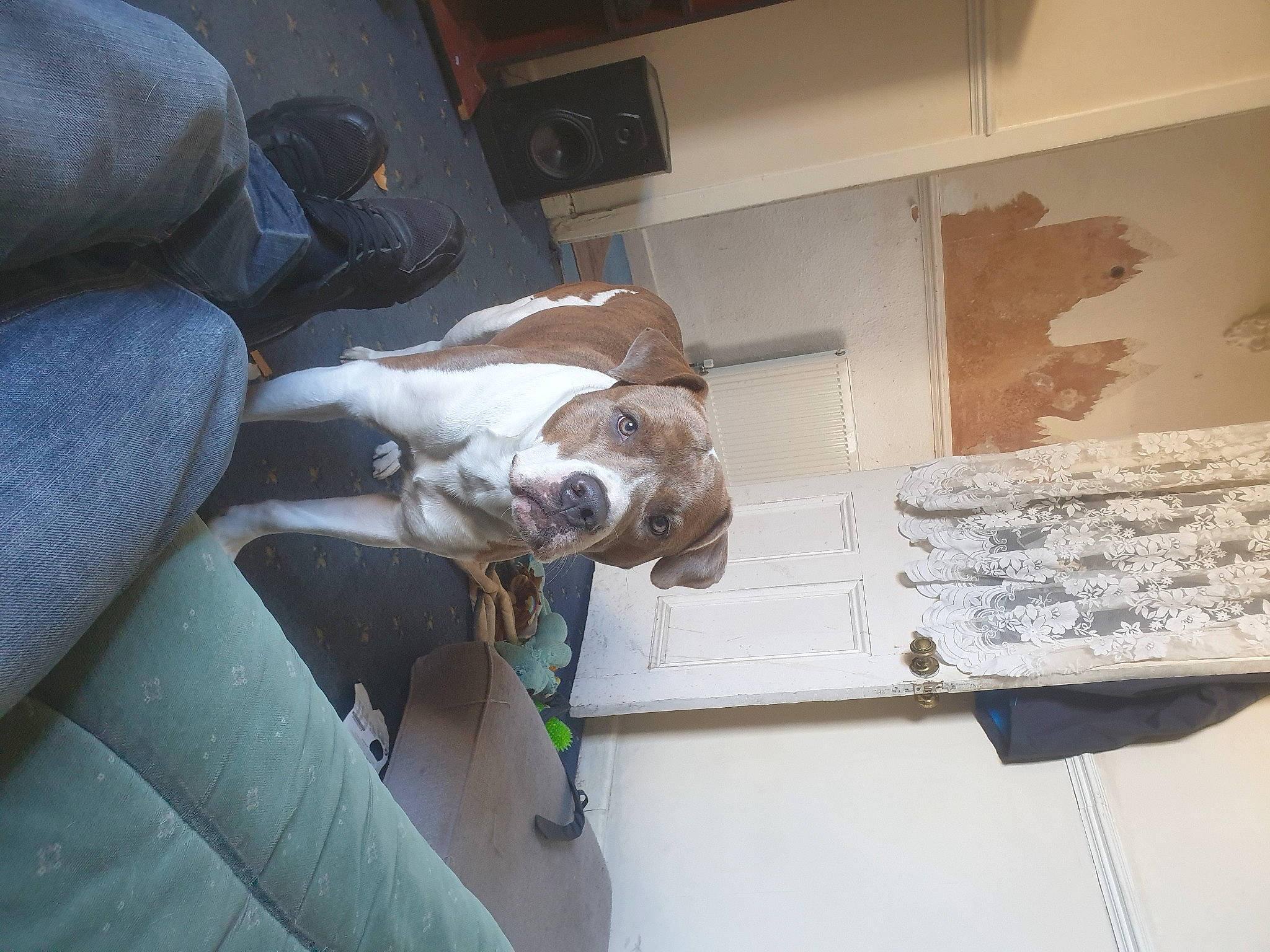 Zeus joined the competition — help win amazing prizes! canidae, carnivore, comfort, companion_dog, dog, dog_breed, fawn, flooring, hardwood, non_sporting_group, sporting_group, vehicle_door, wood, working_animal