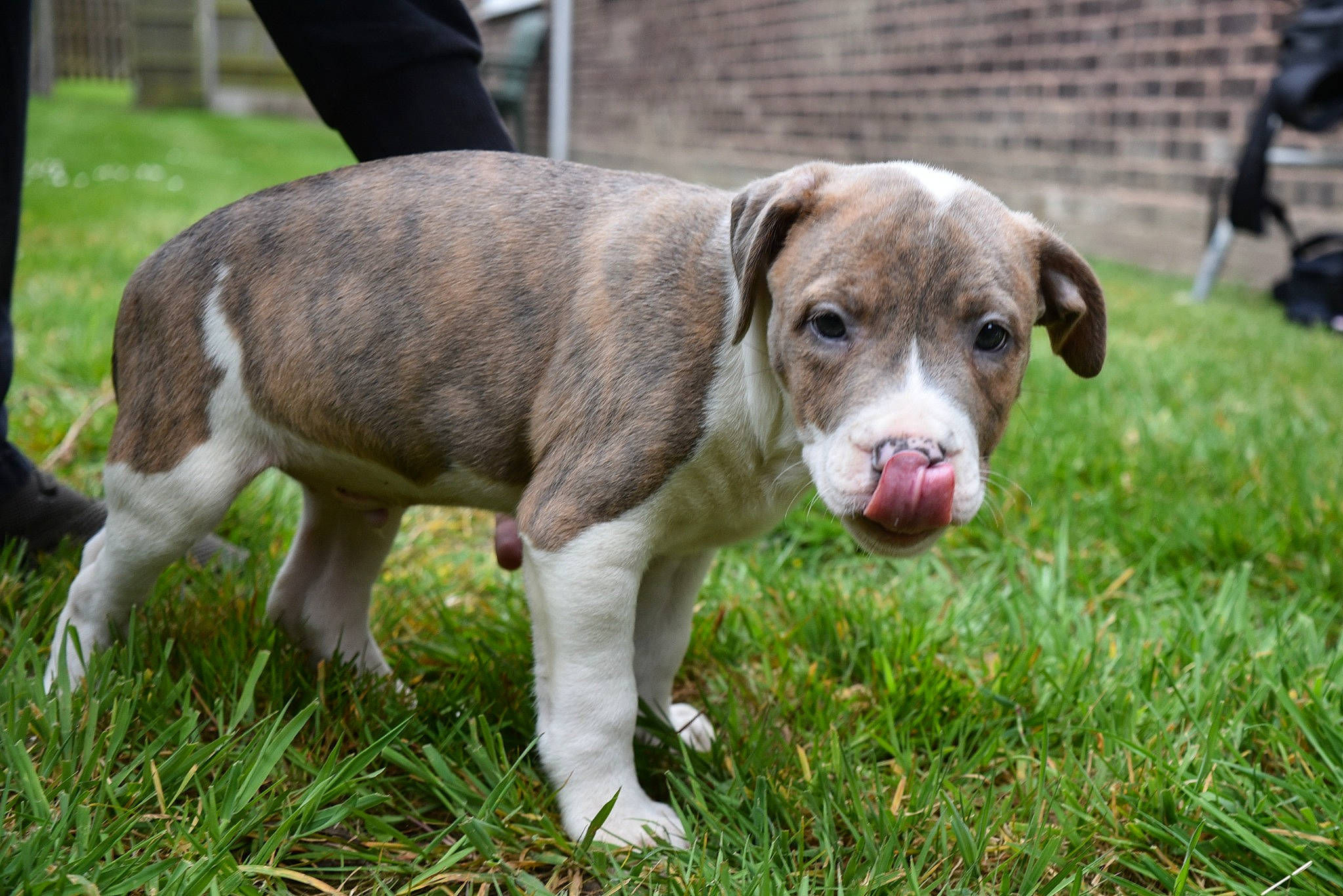 Zeus joined the competition — help win amazing prizes! canidae, carnivore, companion_dog, dog, dog_breed, grass, hunting_dog, liver, plant, scent_hound, snout, terrestrial_animal, toy, whiskers, working_animal