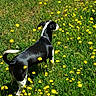 Destiny is registered to the contest to win money with this photo: dog, black_and_white, grass, yellow_flowers, meadow, outdoor, nature, animal, pet, sunlight, summer, greenery, field, flora, canine, standing, tail, fur, daytime, scenery