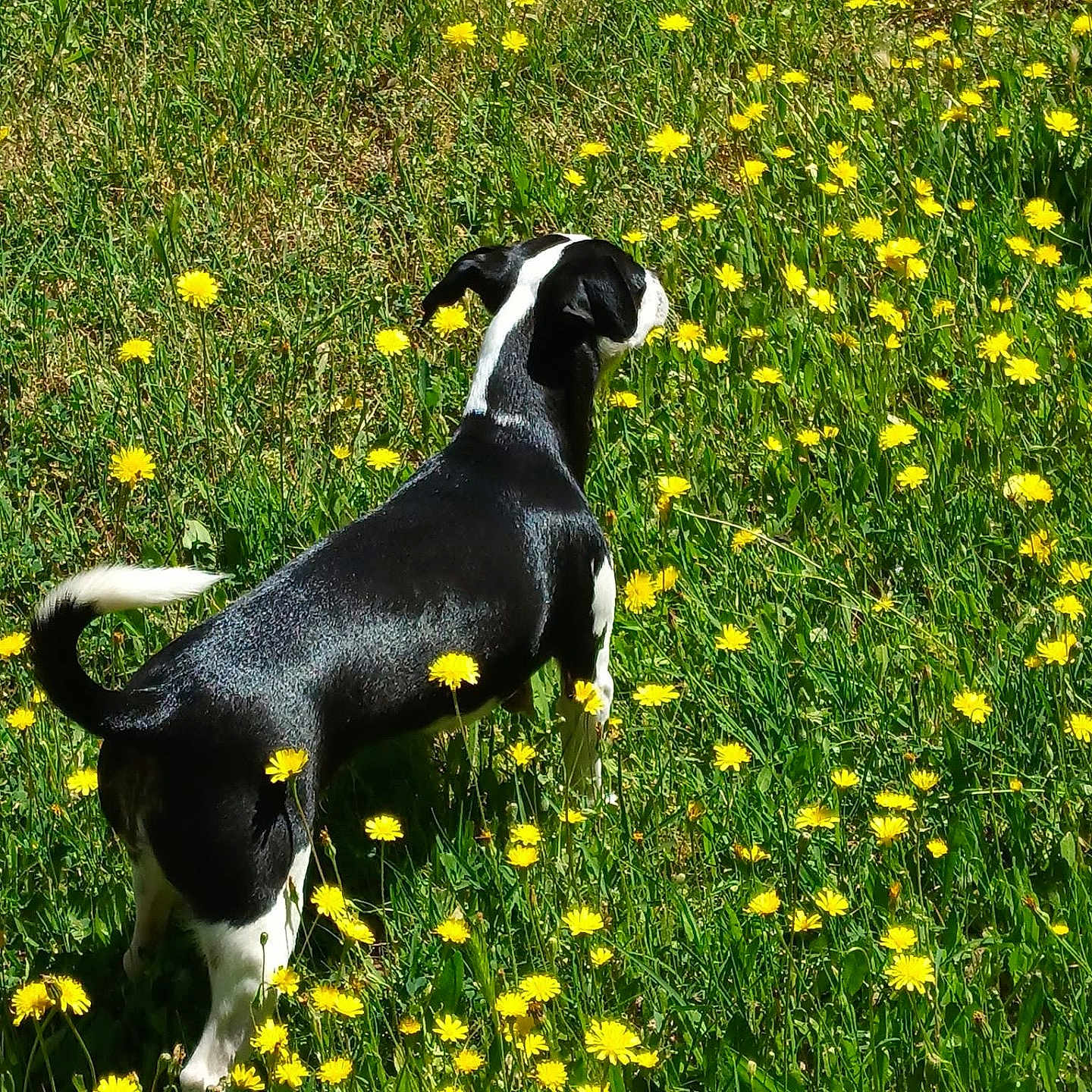 Destiny is registered to the contest to win money with this photo: dog, black_and_white, grass, yellow_flowers, meadow, outdoor, nature, animal, pet, sunlight, summer, greenery, field, flora, canine, standing, tail, fur, daytime, scenery