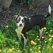 Destiny is registered to the contest to win money with this photo: dog, black_and_white, wildflowers, yellow_flowers, grass, greenery, tree_trunk, outdoor, nature, pet, animal, curious, sunlight, standing, alert, garden, spring, leaf, plant, canine