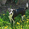 dog, black_and_white, wildflowers, yellow_flowers, grass, greenery, tree_trunk, outdoor, nature, pet, animal, curious, sunlight, standing, alert, garden, spring, leaf, plant, canine