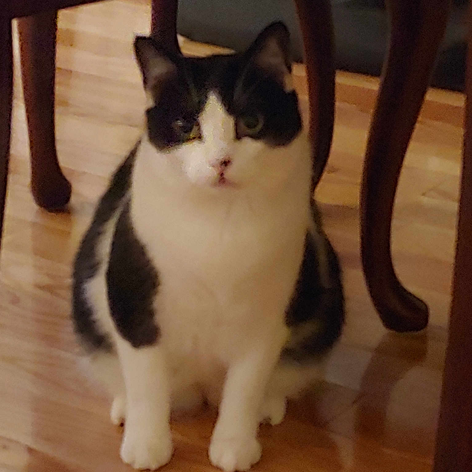 Pepper is registered to the contest to win money with this photo: american_wirehair, black_and_white, carnivore, cat, domestic_short_haired_cat, european_shorthair, eye, felidae, fur, hardwood, kitten, leg, mammal, paw, polydactyl_cat, small_to_medium_sized_cats, table, tail, whiskers, wood